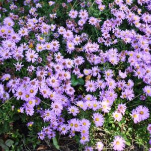 Aster Ageratoides Ezo Murasaki