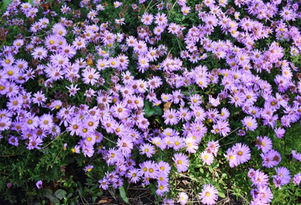 Aster Ageratoides Ezo Murasaki