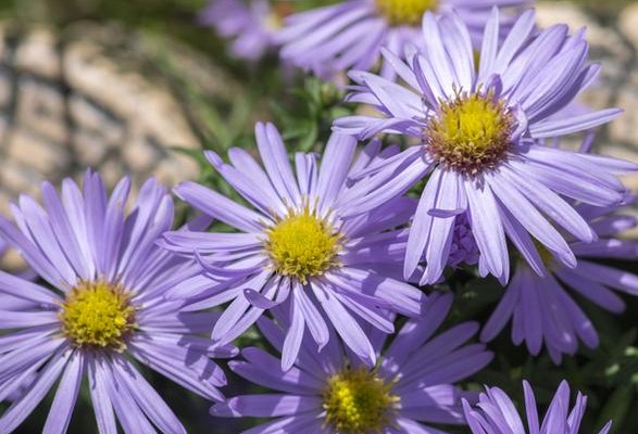 Aster Ageratoides Ezo Murasaki – Image 2