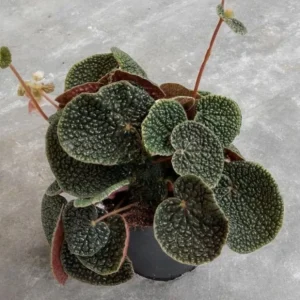 Begonia Pavonina Bullatifolia