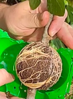 Boule de marcotage – Image 2