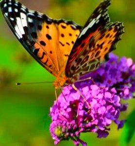 Buddleia – Arbre à papillon