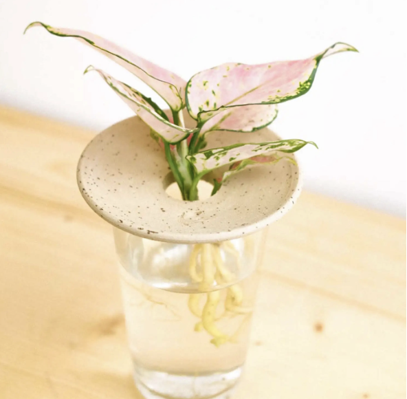 Coupelle d’hydroculture et germination – Pepin – Image 3