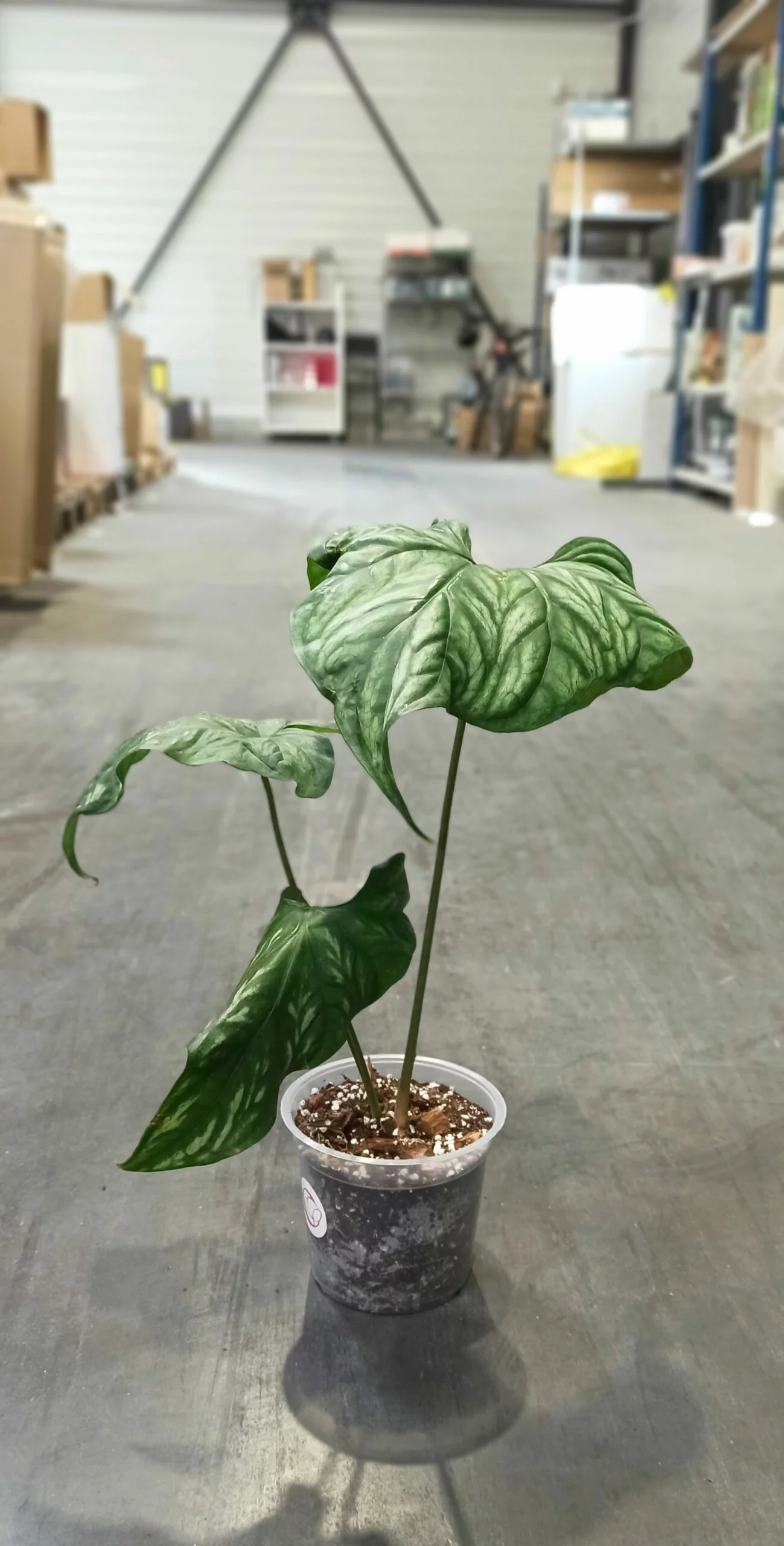 Cercestis Mirabilis – Image 7