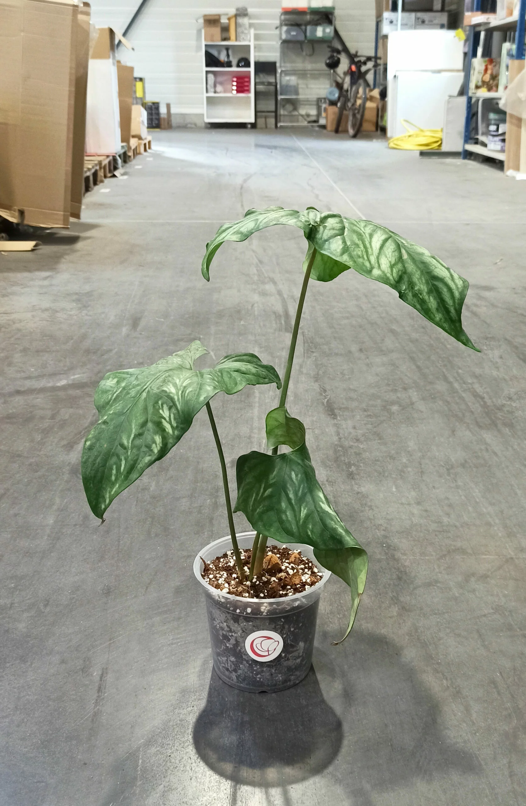 Cercestis Mirabilis – Image 8