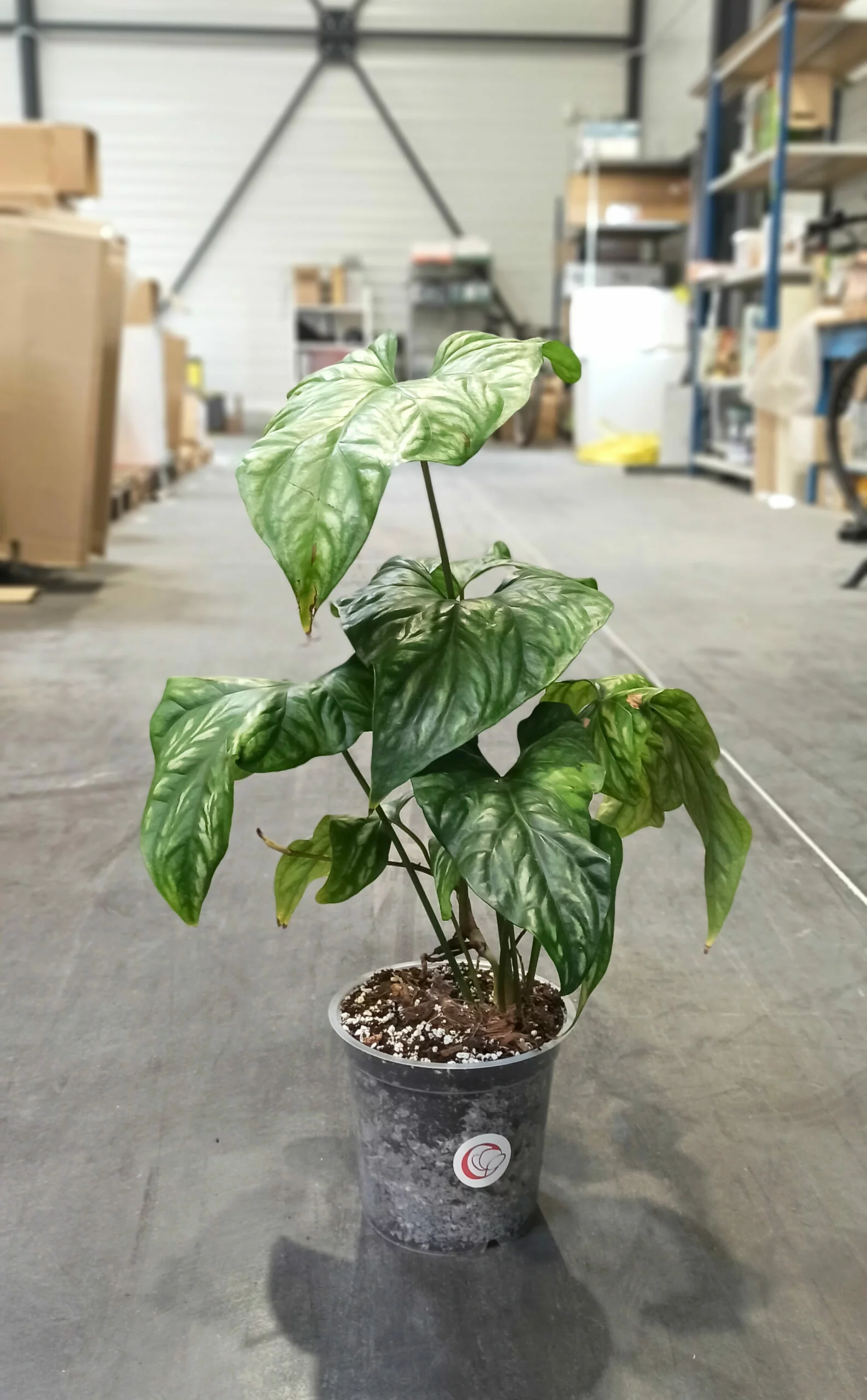 Cercestis Mirabilis – Image 6