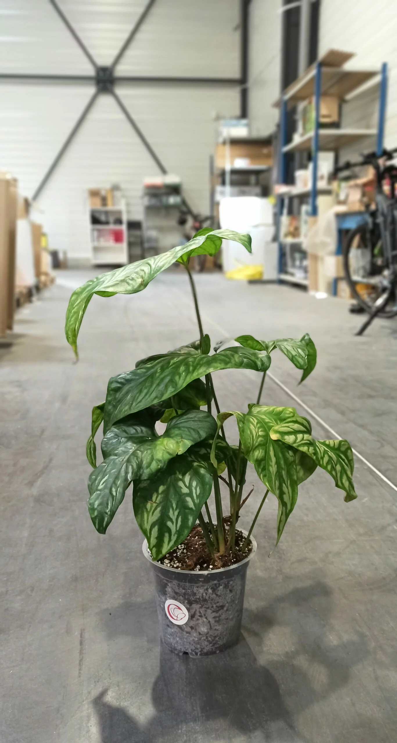 Cercestis Mirabilis – Image 5