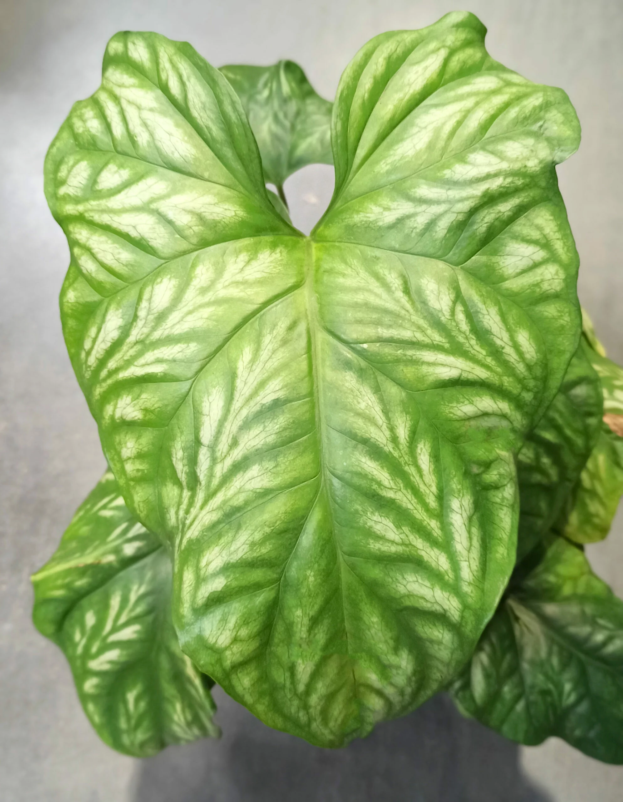 Cercestis Mirabilis – Image 2