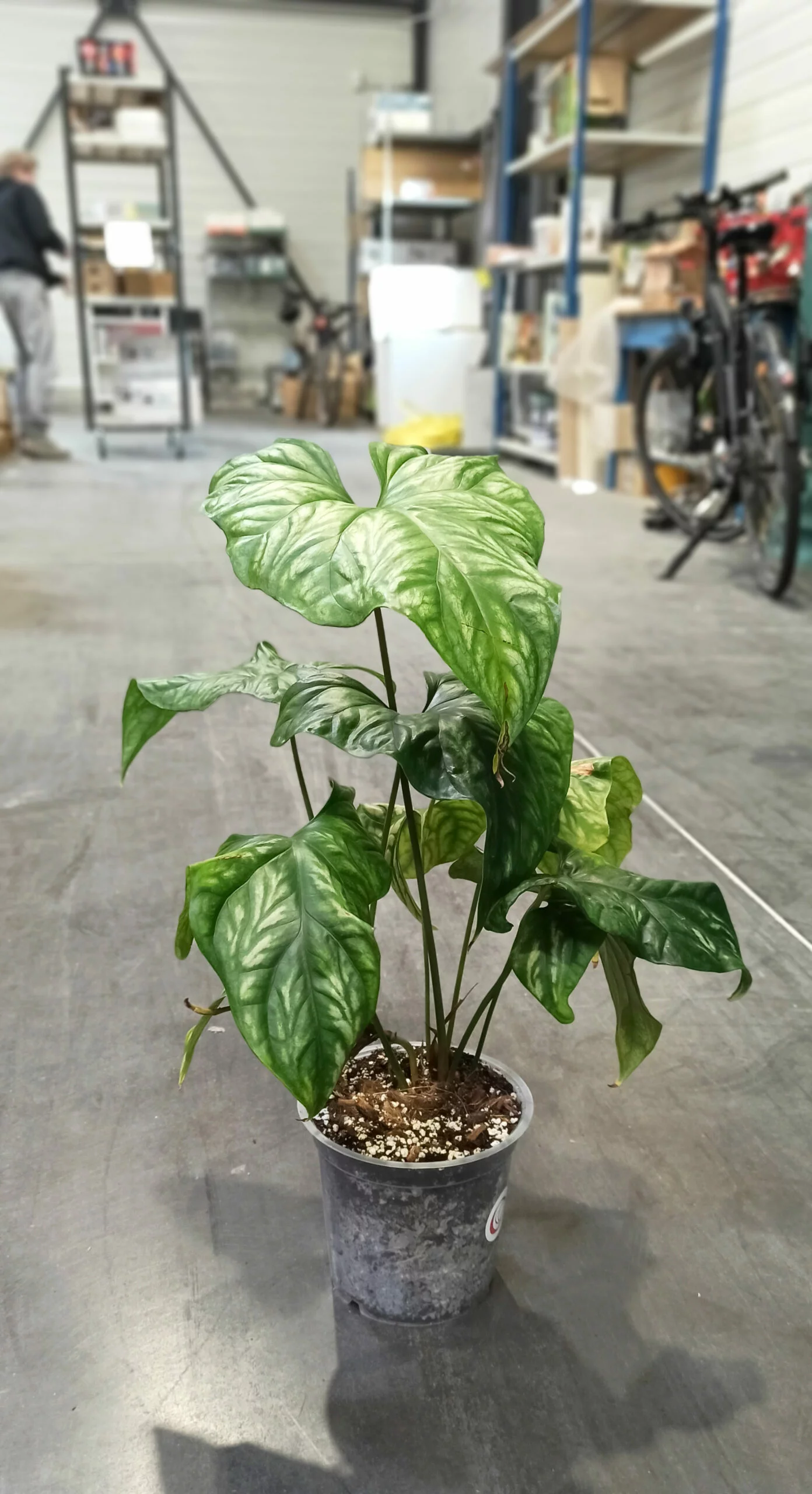 Cercestis Mirabilis – Image 4