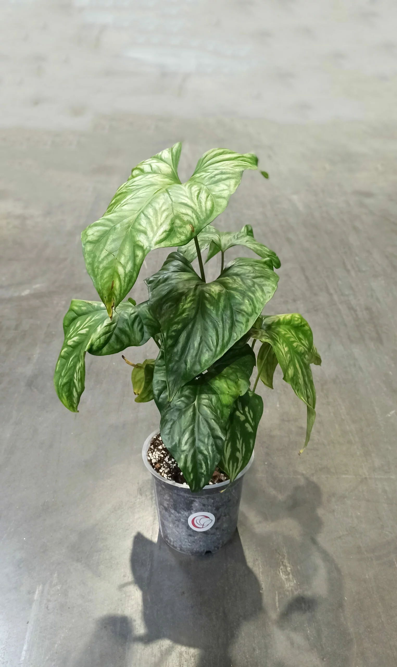 Cercestis Mirabilis – Image 3