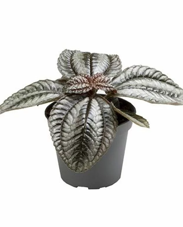 Coffret Pilea – Image 4