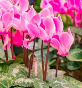Cyclamens