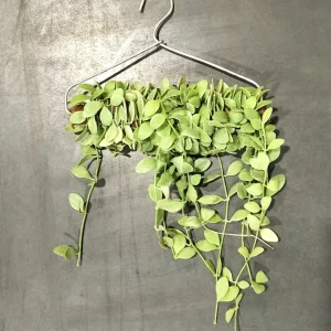 Dischidia Oiantha White Diamond