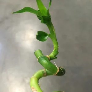 Dracaena sanderiana – Lucky Bamboo