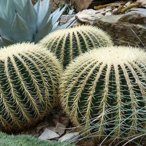 Echinocactus