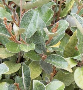 Eleagnus Ebbingei Compacta