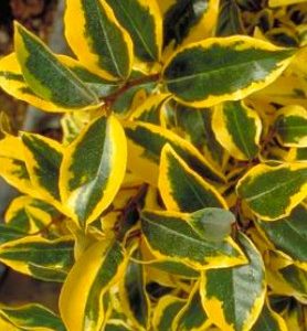 Eleagnus DORÉ (Gilt Edge)