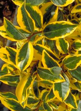 Eleagnus DORÉ (Gilt Edge)