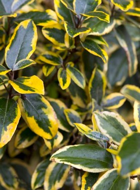 Eleagnus DORÉ (Gilt Edge) – Image 2