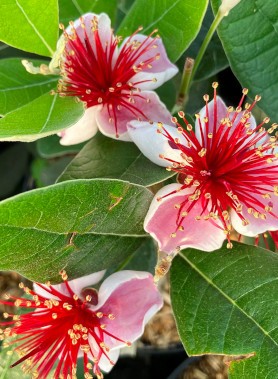 Goyavier du Brésil (Feijoa sellowiana) – Image 2