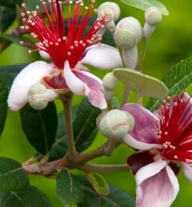 Goyavier du Brésil (Feijoa sellowiana)