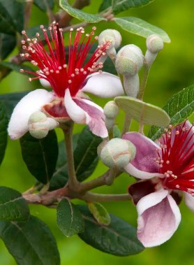 Goyavier du Brésil (Feijoa sellowiana)