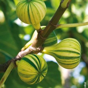 Figuier Panaché
