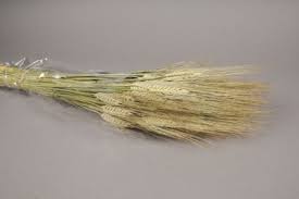 Une botte de Blé Barbu Naturel