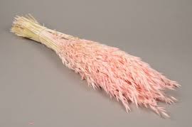 Une botte de Avoine Séchée Rose