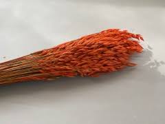 Une botte de Avoine Séchée Saumon