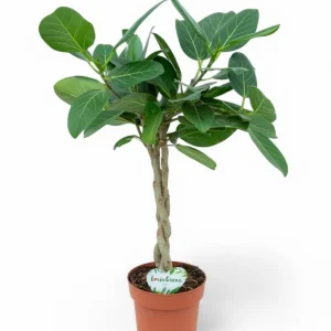 Ficus Altissima