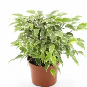 Ficus Benjamina Kinky – Figuier Pleureur