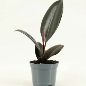 Ficus elastica Abidjan