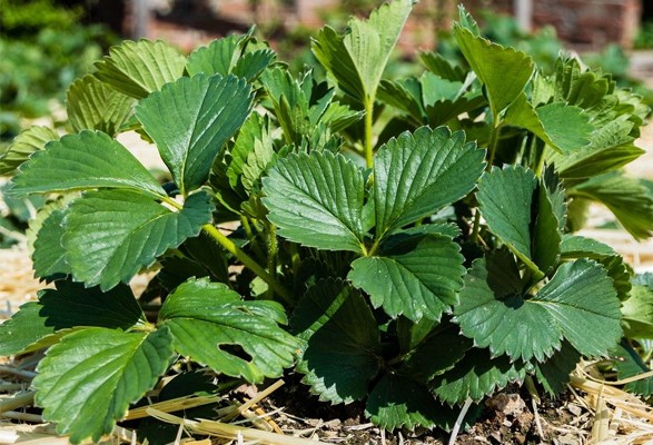 Fraisier DES BOIS – Image 2