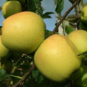 Pommier GOLDEN DELICIOUS