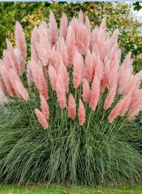 Herbe de la PAMPA – Image 2