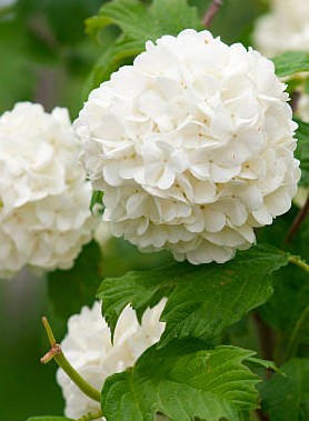 Hortensias – Image 2