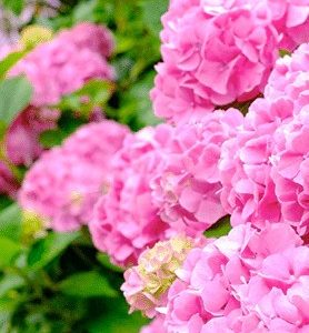 Hortensias