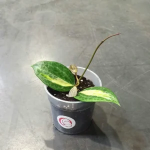 Hoya Latifolia Pot of Gold