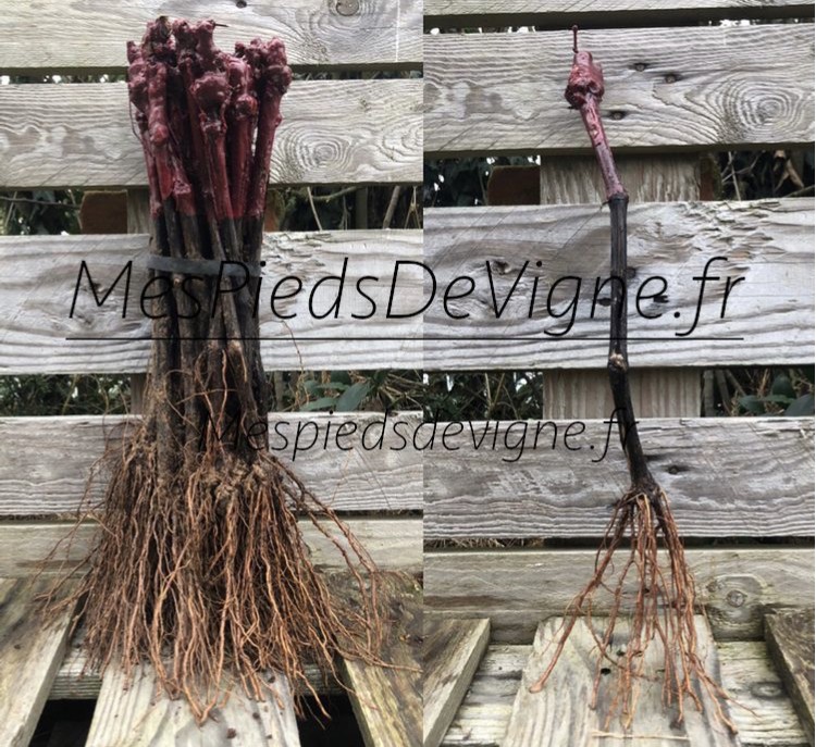 Ceps de vigne BLANCS pour DÉGUSTATION – Image 2