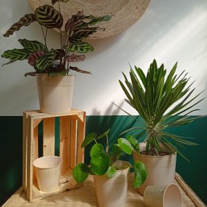 Cache Pot Impérial Lin