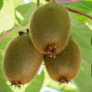 Kiwi autofertile JENNY