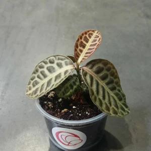 Labisia pumila Turtle Back