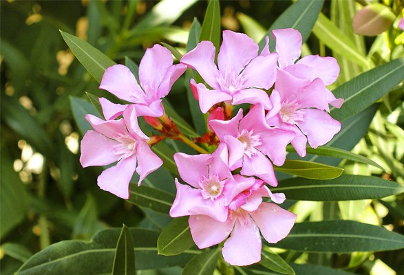 Laurier ROSE – Image 2