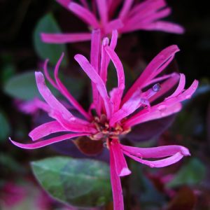 Loropetalum Chinense Fede