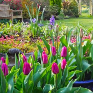 100 et + bulbes en mélange