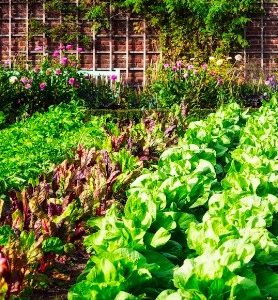 1 Mélange de graines