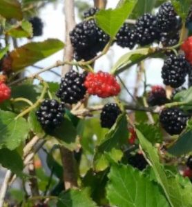 Arbre – Murier “MORUS NIGRA/ALBA”