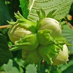 Noisetier MERVEILLE DE BOLLWILLER