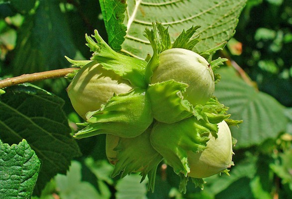 Noisetier MERVEILLE DE BOLLWILLER